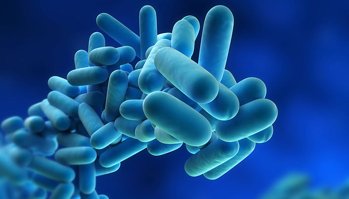 Legionellen (Legionella)