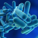 Legionellen (Legionella)